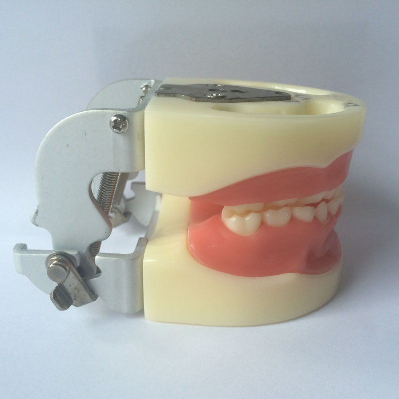 mini standard pediatric teeth model education demonstration children teeth model 24pcs practice model installed into manikin