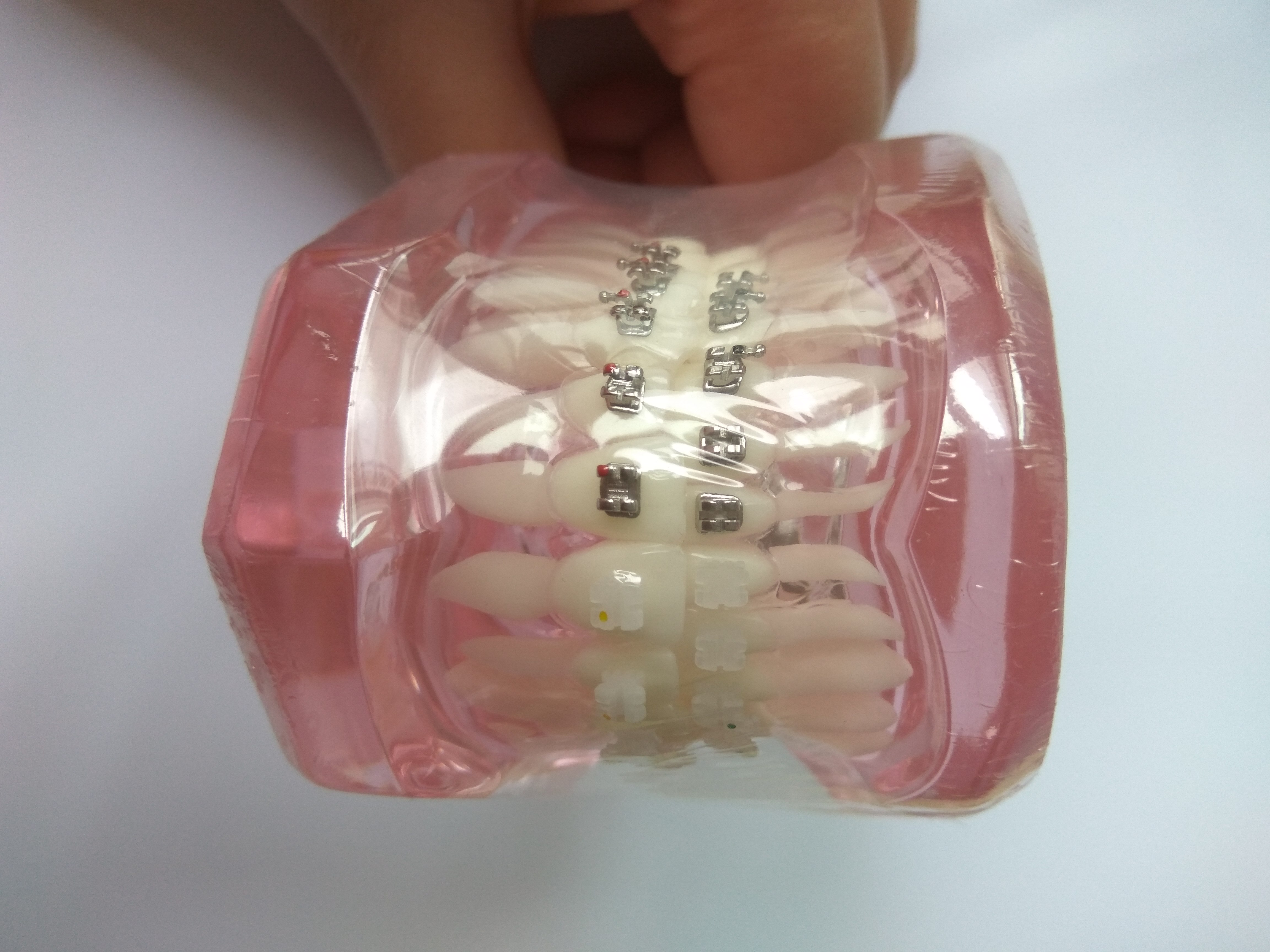 dental all metal brackets transparent orthodontic dental model for studying dental model practice wires and ligature ties