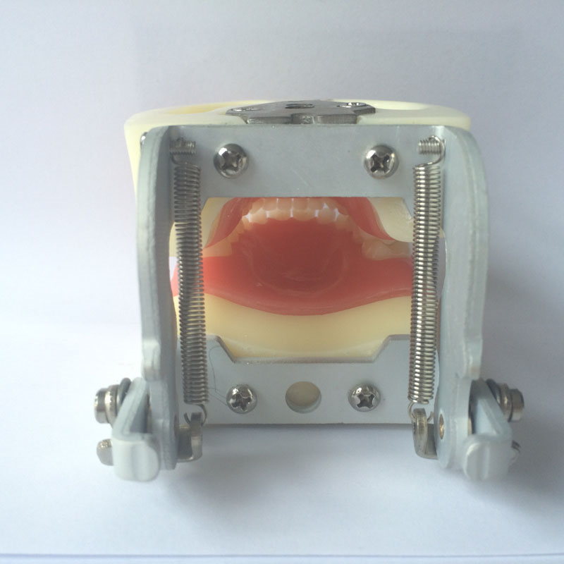 Standard pediatric practice model dental baby teeth model advance PVC children tooth model installed into manikin