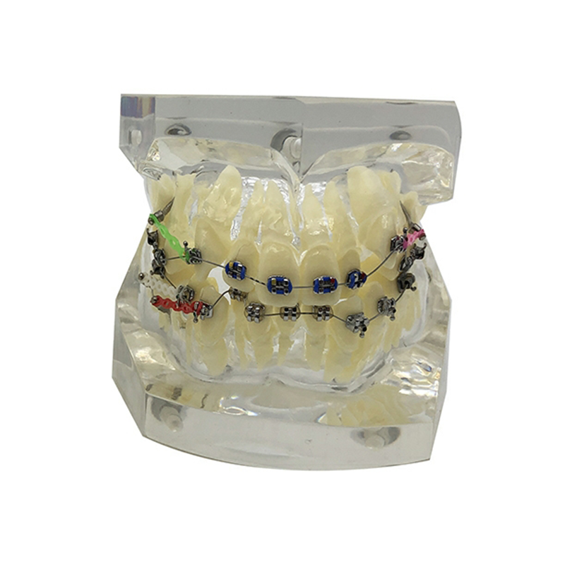 dental orthodontic model with brackets and buccal tubes and ligature wire for practice dental instrument composite model