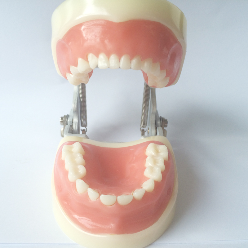 Standard pediatric practice model dental baby teeth model advance PVC children tooth model installed into manikin