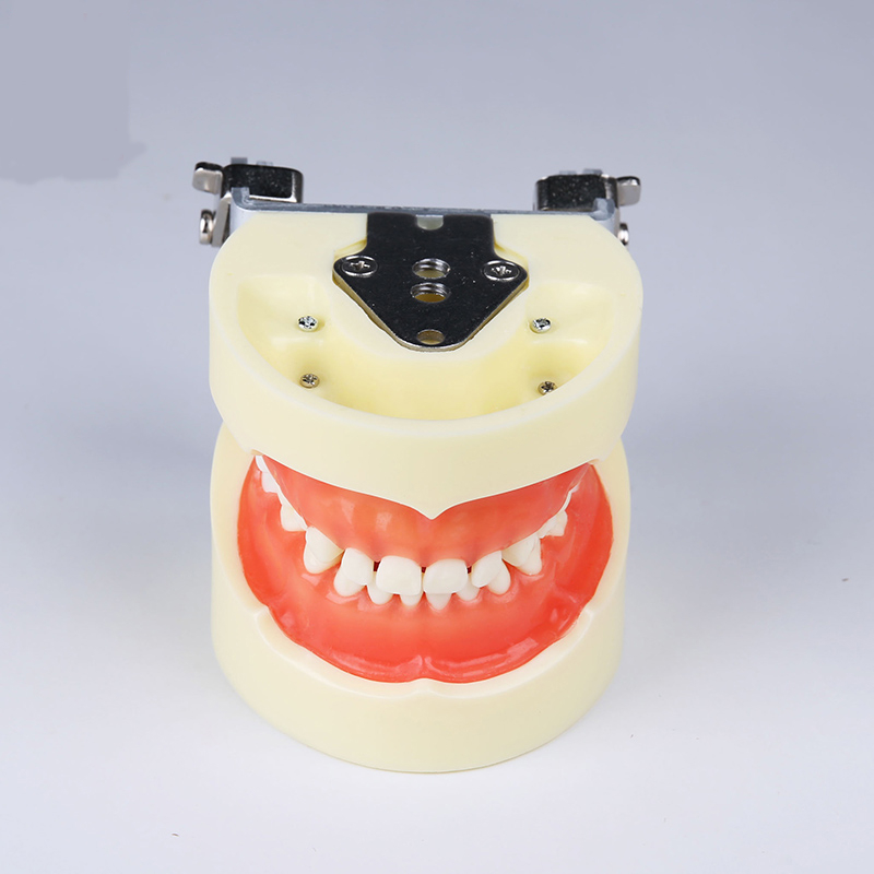 Dental manikin typodont pediatric model with 24pcs primary teeth for practice teaching dental baby tooth model