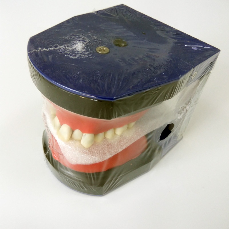 Hot-selling Old Dental Equipment - Dental orthodontic training teeth Model M8017 orthodontic soft gum dental typodont model with 28pcs – Onice